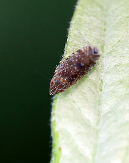 Sharp-nosed Leafhopper - Scaphytopius acutus *Tentative species ID; Scaphytopius frontalis is similar 

Habitat: Garden Cloanthanus,Geotagged,Scaphytopius,Scaphytopius acutus,Sharp-nosed Leafhopper,Subgenus Cloanthanus,Summer,United States,leafhopper