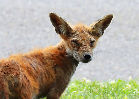Red Fox (with Mange) - Vulpes vulpes Things like this break my heart. This poor fox was foraging for berries under our mulberry tree this afternoon. Her mange was so bad and it looks like she had babies not too long ago. I've been trying to find help for her, but none of the rehabilatators can do anything because she is an adult and they can't handle adult foxes because of the rabies risk. I'm hoping to put out food with antibiotics for her if my Vet will help me out. 

Habitat: Rural area
https://www.jungledragon.com/image/137670/red_fox_-_vulpes_vulpes.html Geotagged,Red Fox,Summer,United States,Vulpes,Vulpes vulpes,fox,mange