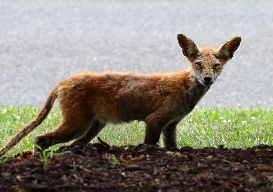 Red Fox (with Mange) - Vulpes vulpes Things like this break my heart. This poor fox was foraging for berries under our mulberry tree this afternoon. Her mange was so bad and it looks like she had babies not too long ago. I&#039;ve been trying to find help for her, but none of the rehabilatators can do anything because she is an adult and they can&#039;t handle adult foxes because of the rabies risk. I&#039;m hoping to put out food with antibiotics for her if my Vet will help me out.<br />
<br />
Habitat: Rural area<br />
<figure class="photo"><a href="https://www.jungledragon.com/image/137669/red_fox_with_mange_-_vulpes_vulpes.html" title="Red Fox (with Mange) - Vulpes vulpes"><img src="https://s3.amazonaws.com/media.jungledragon.com/images/3232/137669_thumb.jpg?AWSAccessKeyId=05GMT0V3GWVNE7GGM1R2&Expires=1759968010&Signature=kq5IplL3LAQp7wd4svXZqZbpS58%3D" width="200" height="144" alt="Red Fox (with Mange) - Vulpes vulpes Things like this break my heart. This poor fox was foraging for berries under our mulberry tree this afternoon. Her mange was so bad and it looks like she had babies not too long ago. I&#039;ve been trying to find help for her, but none of the rehabilatators can do anything because she is an adult and they can&#039;t handle adult foxes because of the rabies risk. I&#039;m hoping to put out food with antibiotics for her if my Vet will help me out. <br />
<br />
Habitat: Rural area<br />
https://www.jungledragon.com/image/137670/red_fox_-_vulpes_vulpes.html Geotagged,Red Fox,Summer,United States,Vulpes,Vulpes vulpes,fox,mange" /></a></figure> Geotagged,Red Fox,Summer,United States,Vulpes vulpes,mulberry