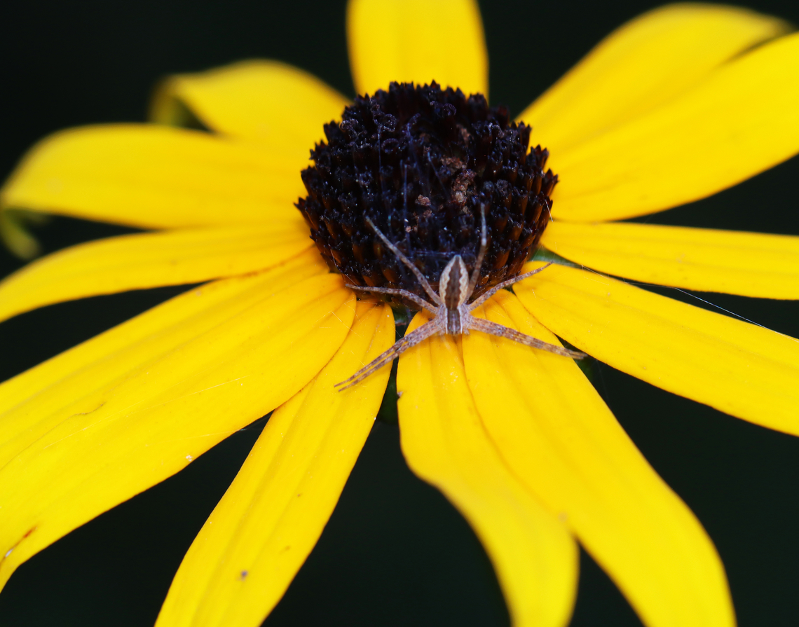 Nursery Web Spider - Pisaurina mira Habitat: Garden American Nursery Web Spider,Geotagged,Pisaurina,Pisaurina mira,Summer,United States,spider