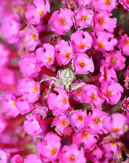 Northern Crab Spider - Mecaphesa asperata Habitat: Butterfly bush; garden Geotagged,Mecaphesa,Mecaphesa asperata,Northern Crab Spider,Summer,United States,crab spider,spider