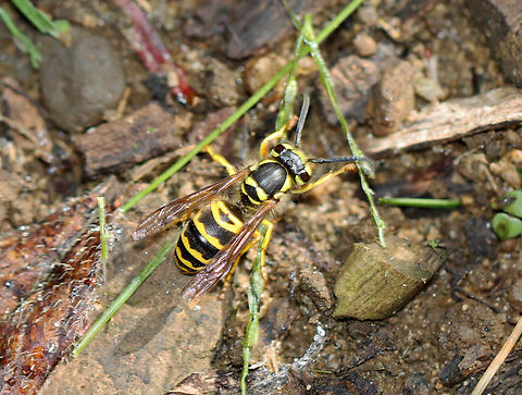 Eastern Yellow Jacket - Vespula maculifrons Habitat: Garden Eastern Yellow Jacket,Geotagged,Summer,United States,Vespula,Vespula maculifrons,wasp,yellow jacket