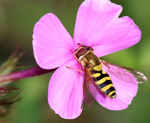 Common Flower Fly - Syrphus ribesii Habitat: Garden Common Flower Fly,Geotagged,Summer,Syrphidae,Syrphus,Syrphus ribesii,United States,diptera,fly,hoverfly