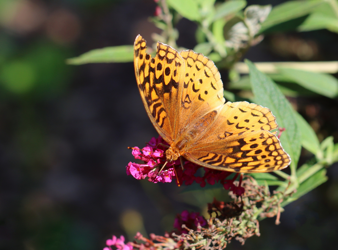 Great Spangled Frittilary - Speyeria cybele Habitat: Garden Geotagged,Great Spangled Fritillary,Speyeria,Speyeria cybele,Summer,United States,butterfly