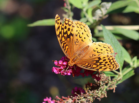 Great Spangled Frittilary - Speyeria cybele Habitat: Garden Geotagged,Great Spangled Fritillary,Speyeria,Speyeria cybele,Summer,United States,butterfly