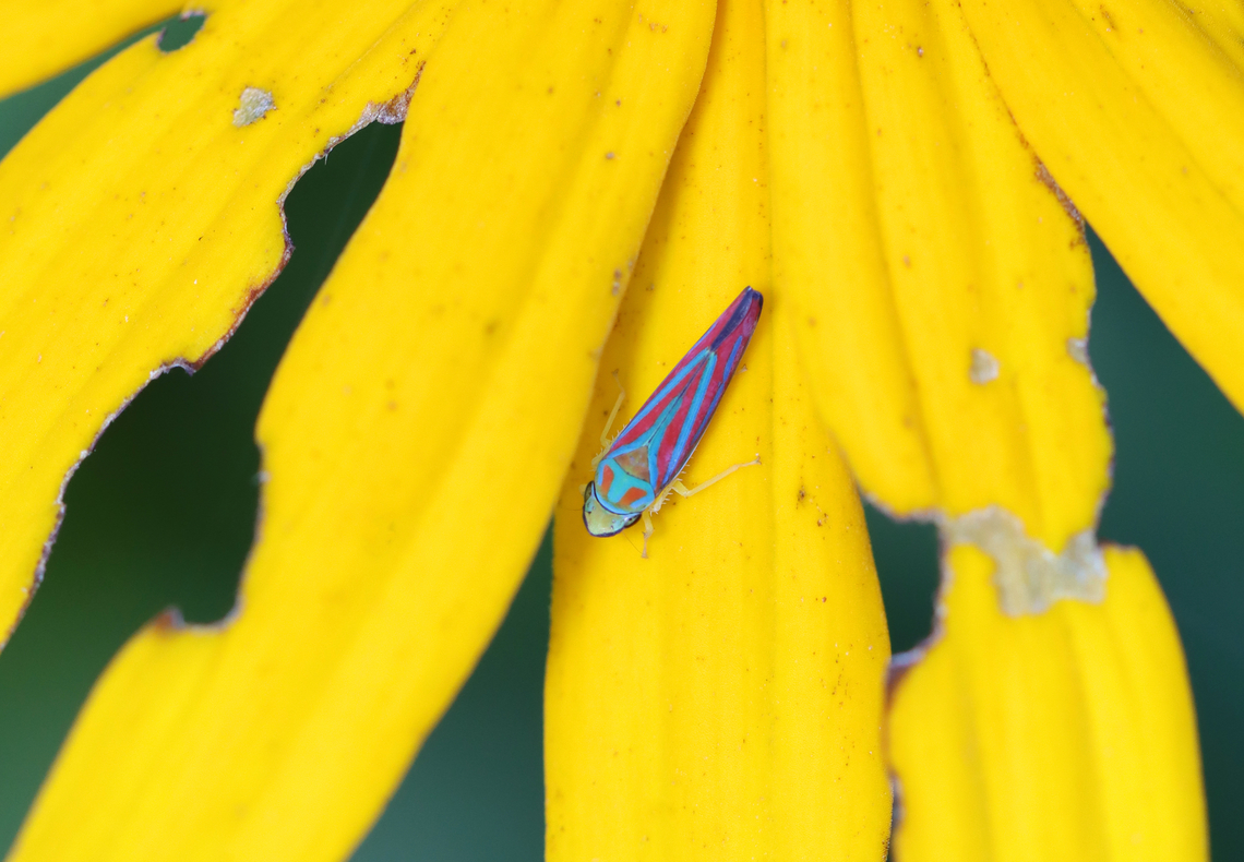 Candy-striped Leafhopper - Graphocephala coccinea Habitat: Garden Candy-striped Leafhopper,Geotagged,Graphocephala,Graphocephala coccinea,Summer,United States,leafhopper