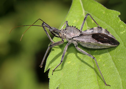 Wheel Bug - Arilus cristatus Habitat: Garden Arilus cristatus,Geotagged,Summer,United States,Wheel bug,arilus