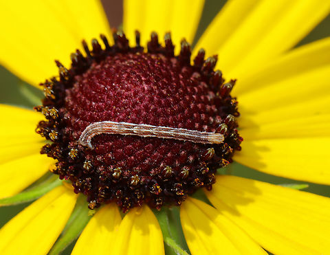 Common Eupithecia - Eupithecia miserulata Habitat: Garden Common Eupithecia,Eupithecia,Eupithecia miserulata,Geotagged,Summer,United States,caterpillar,larva