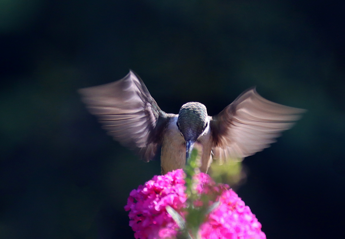 Ruby-throated Hummingbird (Female) - Archilochus colubris I failed to get her in focus, but settled for this photo because the wings look kind of cool all blurry. <br />
<br />
Habitat: Butterfly bush; garden Archilochus,Archilochus colubris,Geotagged,Ruby-throated hummingbird,Summer,United States,bird,hummingbird