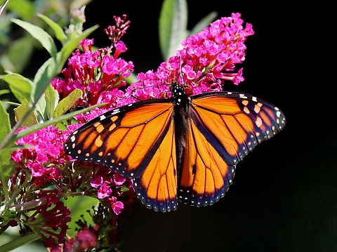 Monarch (Male) - Danaus plexippus Habitat: Butterfly bush; garden Danaus plexippus,Geotagged,Monarch butterfly,Summer,United States,butterfly,danaus,monarch