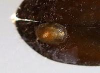 Egg or Parasite Attached to Aquatic Beetle I'm not sure what this is. Something was attached to this beetle -- perhaps eggs or some kind of parasite.<br />
<br />
Habitat: Collected from a woodland pond.<br />
https://www.jungledragon.com/image/137750/egg_or_parasite_attached_to_aquatic_beetle.html Geotagged,Summer,United States,egg mass,parasite,pestilence