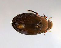 Egg or Parasite Attached to Aquatic Beetle I'm not sure what this is. Something was attached to this beetle -- perhaps eggs or some kind of parasite.<br />
<br />
Habitat: Collected from a woodland pond.<br />
https://www.jungledragon.com/image/137749/egg_or_parasite_attached_to_aquatic_beetle.html Geotagged,Summer,United States