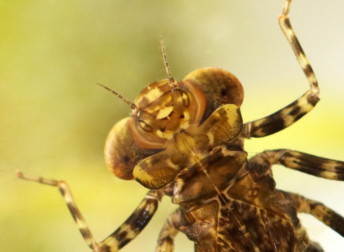 Dragonfly Nymph - Order Odonata, Family Aeshnidae, Aeshna sp. Does anyone else see a snake face on the head of this dragonfly?!<br />
<br />
Habitat: Collected from a small woodland pond Aeshna,Geotagged,Summer,United States,aeshnidae,dragonfly,dragonfly nymph,nymph,odonata