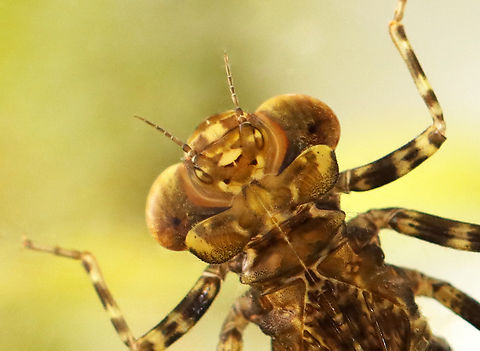 Dragonfly Nymph - Order Odonata, Family Aeshnidae, Aeshna sp. Does anyone else see a snake face on the head of this dragonfly?!

Habitat: Collected from a small woodland pond Aeshna,Geotagged,Summer,United States,aeshnidae,dragonfly,dragonfly nymph,nymph,odonata