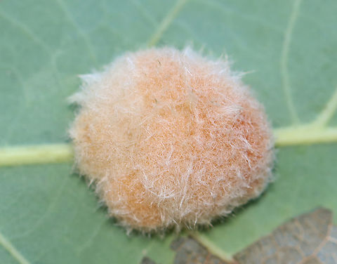 Wool-bearing Gall Wasp - Druon quercusflocci Host: Oak (Quercus sp.)
https://www.jungledragon.com/image/137763/woolly_oak_gall_-_callirhytis_lanata.html Druon quercusflocci,Geotagged,Summer,United States