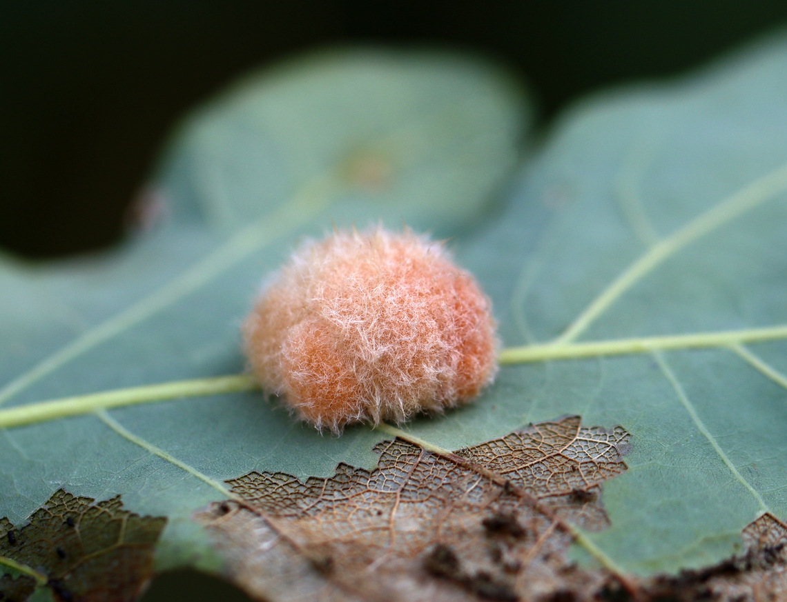 Wool-bearing Gall Wasp - Druon quercusflocci Host: Oak (Quercus sp.)<br />
<figure class="photo"><a href="https://www.jungledragon.com/image/137762/wool-bearing_gall_wasp_-_druon_quercusflocci.html" title="Wool-bearing Gall Wasp - Druon quercusflocci"><img src="https://s3.amazonaws.com/media.jungledragon.com/images/3232/137762_thumb.jpg?AWSAccessKeyId=05GMT0V3GWVNE7GGM1R2&Expires=1767225610&Signature=T6aYcQmkLCD2oo%2BD%2FDS4wC%2FWUZo%3D" width="200" height="158" alt="Wool-bearing Gall Wasp - Druon quercusflocci Host: Oak (Quercus sp.)<br />
https://www.jungledragon.com/image/137763/woolly_oak_gall_-_callirhytis_lanata.html Druon quercusflocci,Geotagged,Summer,United States" /></a></figure> Druon,Druon quercusflocci,Geotagged,Summer,United States,cynipidae,gall,oak gall,wasp gall