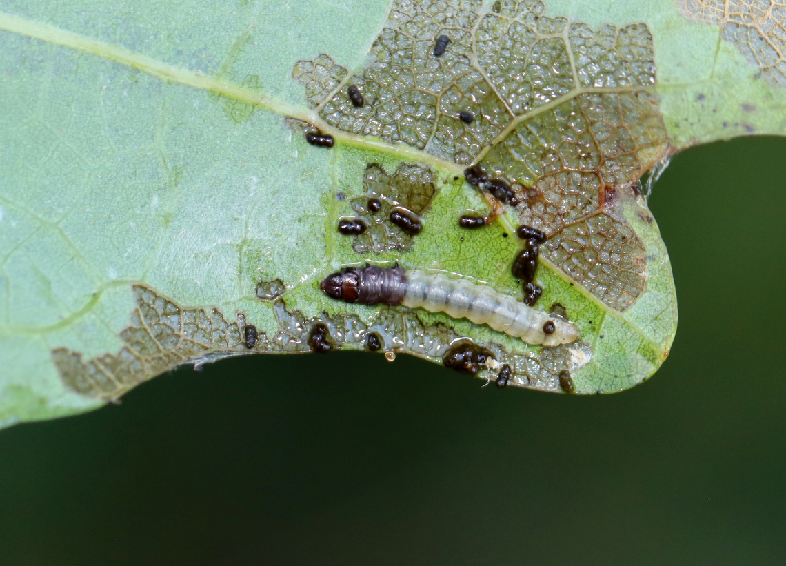 Leaf Tier Larva on Oak (Quercus sp.) This larva was inside a folded leaf.<br />
<br />
Habitat: Oak leaf (Quercus sp.) Geotagged,Summer,United States,larva