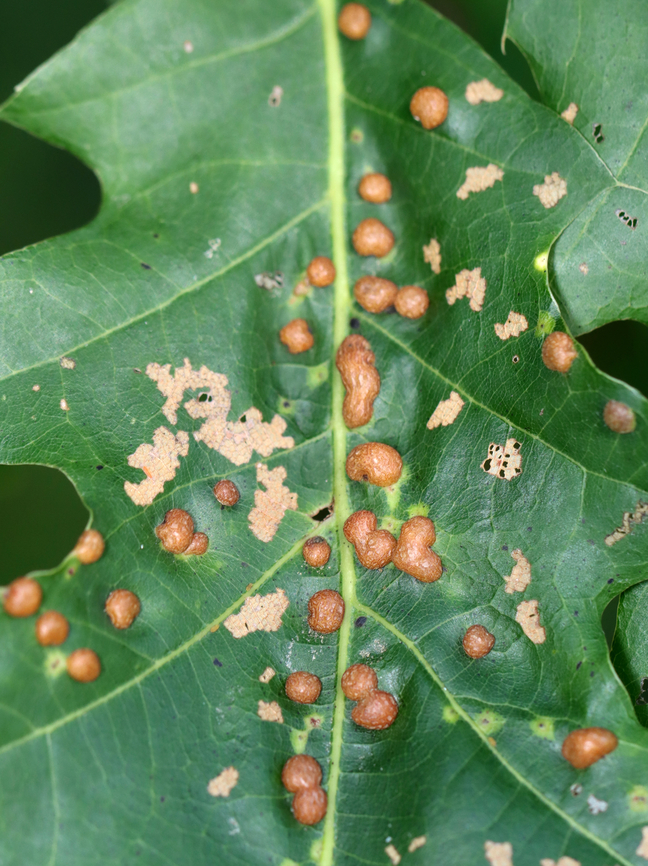 Midge Galls - Polystepha pilulae Host: Oak (Quercus sp.) Cecidomyiidae,Geotagged,Polystepha,Polystepha pilulae,Summer,United States,galls