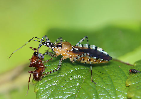 Ringed Assassin Bug - Pselliopus cinctus This bug was feasting on an ant. There were several flies (you can see one on the leaf and one on the ant in this photo)...maybe the flies were eating the ant too?

Habitat: Meadow Geotagged,Pselliopus,Pselliopus cinctus,Ringed Assassin Bug,Summer,United States,assassin bug