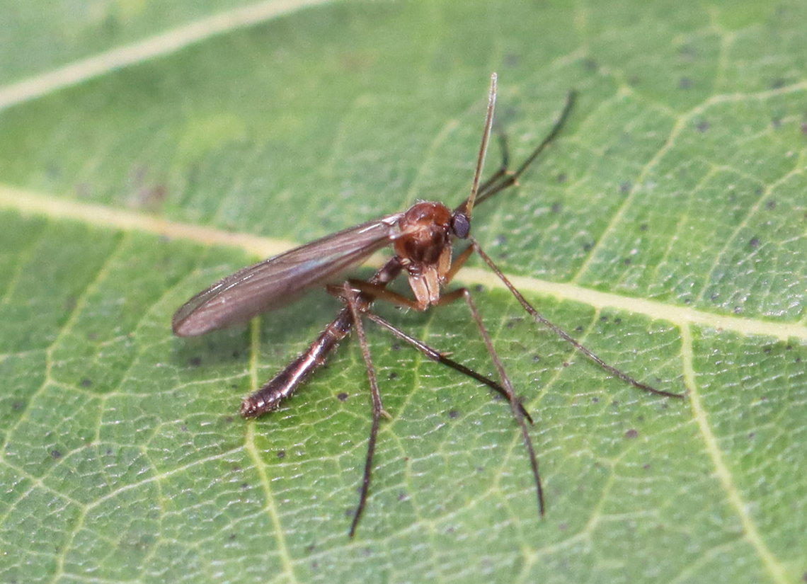 Fungus Gnat - Mycetophilidae, Acomoptera sp. **Can&#039;t get to species level without male dissection.<br />
<br />
Habitat: Meadow Acomoptera,Geotagged,Mycetophilidae,Summer,United States,fly,fungus gnat,gnat