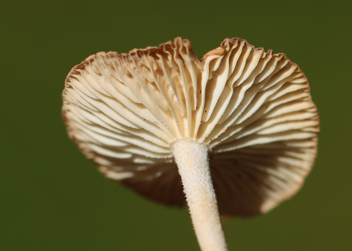 Mushrooms - Omphalotaceae Habitat: Mixed forest<br />
<figure class="photo"><a href="https://www.jungledragon.com/image/137790/mushrooms_-_omphalotaceae.html" title="Mushrooms - Omphalotaceae"><img src="https://s3.amazonaws.com/media.jungledragon.com/images/3232/137790_thumb.jpg?AWSAccessKeyId=05GMT0V3GWVNE7GGM1R2&Expires=1767225610&Signature=4Rsaw%2Bn%2BrBZzDIs7gjalM6YD4Lw%3D" width="200" height="144" alt="Mushrooms - Omphalotaceae Habitat: Mixed forest<br />
https://www.jungledragon.com/image/137790/mushrooms_-_omphalotaceae.html<br />
https://www.jungledragon.com/image/137792/mushrooms_-_omphalotaceae.html<br />
https://www.jungledragon.com/image/137791/mushrooms_-_omphalotaceae.html Geotagged,Summer,United States" /></a></figure><br />
<figure class="photo"><a href="https://www.jungledragon.com/image/137792/mushrooms_-_omphalotaceae.html" title="Mushrooms - Omphalotaceae"><img src="https://s3.amazonaws.com/media.jungledragon.com/images/3232/137792_thumb.jpg?AWSAccessKeyId=05GMT0V3GWVNE7GGM1R2&Expires=1767225610&Signature=KjM0Go4CH7h3WwFpvAwTm8QGqmE%3D" width="142" height="152" alt="Mushrooms - Omphalotaceae Habitat: Mixed forest<br />
https://www.jungledragon.com/image/137790/mushrooms_-_omphalotaceae.html<br />
https://www.jungledragon.com/image/137792/mushrooms_-_omphalotaceae.html<br />
https://www.jungledragon.com/image/137791/mushrooms_-_omphalotaceae.html Geotagged,Summer,United States" /></a></figure><br />
<figure class="photo"><a href="https://www.jungledragon.com/image/137791/mushrooms_-_omphalotaceae.html" title="Mushrooms - Omphalotaceae"><img src="https://s3.amazonaws.com/media.jungledragon.com/images/3232/137791_thumb.jpg?AWSAccessKeyId=05GMT0V3GWVNE7GGM1R2&Expires=1767225610&Signature=jzvuKYCEIujLerYarLr3dcGSn%2Fo%3D" width="200" height="156" alt="Mushrooms - Omphalotaceae Habitat: Mixed forest<br />
https://www.jungledragon.com/image/137790/mushrooms_-_omphalotaceae.html<br />
https://www.jungledragon.com/image/137792/mushrooms_-_omphalotaceae.html<br />
https://www.jungledragon.com/image/137791/mushrooms_-_omphalotaceae.html Geotagged,Omphalotaceae,Summer,United States,fungi,mushroom" /></a></figure> Geotagged,Summer,United States