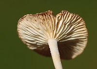 Mushrooms - Omphalotaceae Habitat: Mixed forest<br />
https://www.jungledragon.com/image/137790/mushrooms_-_omphalotaceae.html<br />
https://www.jungledragon.com/image/137792/mushrooms_-_omphalotaceae.html<br />
https://www.jungledragon.com/image/137791/mushrooms_-_omphalotaceae.html Geotagged,Summer,United States