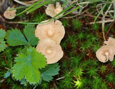 Mushrooms - Omphalotaceae Habitat: Mixed forest
https://www.jungledragon.com/image/137790/mushrooms_-_omphalotaceae.html
https://www.jungledragon.com/image/137792/mushrooms_-_omphalotaceae.html
https://www.jungledragon.com/image/137791/mushrooms_-_omphalotaceae.html Geotagged,Omphalotaceae,Summer,United States,fungi,mushroom