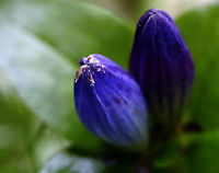 Bottle Gentian - Gentiana clausa Habitat: Mixed forest<br />
https://www.jungledragon.com/image/137794/bottle_gentian_-_gentiana_clausa.html Bottle Gentian,Gentiana,Gentiana clausa,Geotagged,Summer,United States,gentian