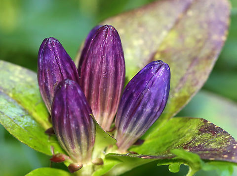Bottle Gentian - Gentiana clausa Habitat: Mixed forest
https://www.jungledragon.com/image/137793/bottle_gentian_-_gentiana_clausa.html Bottle Gentian,Gentiana clausa,Geotagged,Summer,United States