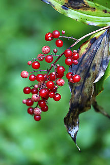 Feathery false lily of the valley
