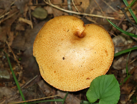 Mushroom - Suillus weaverae Habitat: Growing under pine; mixed forest
https://www.jungledragon.com/image/137797/mushroom_-_suillus_weaverae.html Geotagged,Suillus,Suillus weaverae,Summer,United States,fungus,mushroom