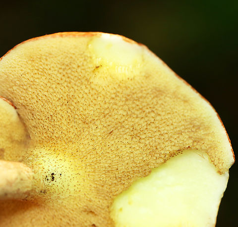 Mushroom - Suillus weaverae Habitat: Growing under pine; mixed forest
https://www.jungledragon.com/image/137796/mushroom_-_suillus_weaverae.html Geotagged,Suillus weaverae,Summer,United States