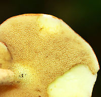 Mushroom - Suillus weaverae Habitat: Growing under pine; mixed forest<br />
https://www.jungledragon.com/image/137796/mushroom_-_suillus_weaverae.html Geotagged,Suillus weaverae,Summer,United States