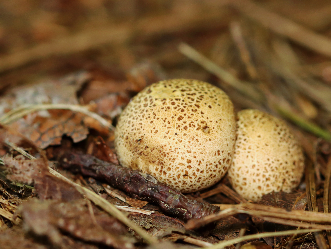 Pigskin Poison Puffball - Scleroderma citrinum Habitat: Growing under pine; mixed forest Common Earthball,Geotagged,Pigskin Poison Puffball,Scleroderma citrinum,Summer,United States,earthball,fungus,mushroom,puffball,scleroderma