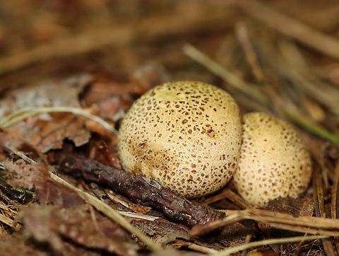 Pigskin Poison Puffball - Scleroderma citrinum Habitat: Growing under pine; mixed forest Common Earthball,Geotagged,Pigskin Poison Puffball,Scleroderma citrinum,Summer,United States,earthball,fungus,mushroom,puffball,scleroderma