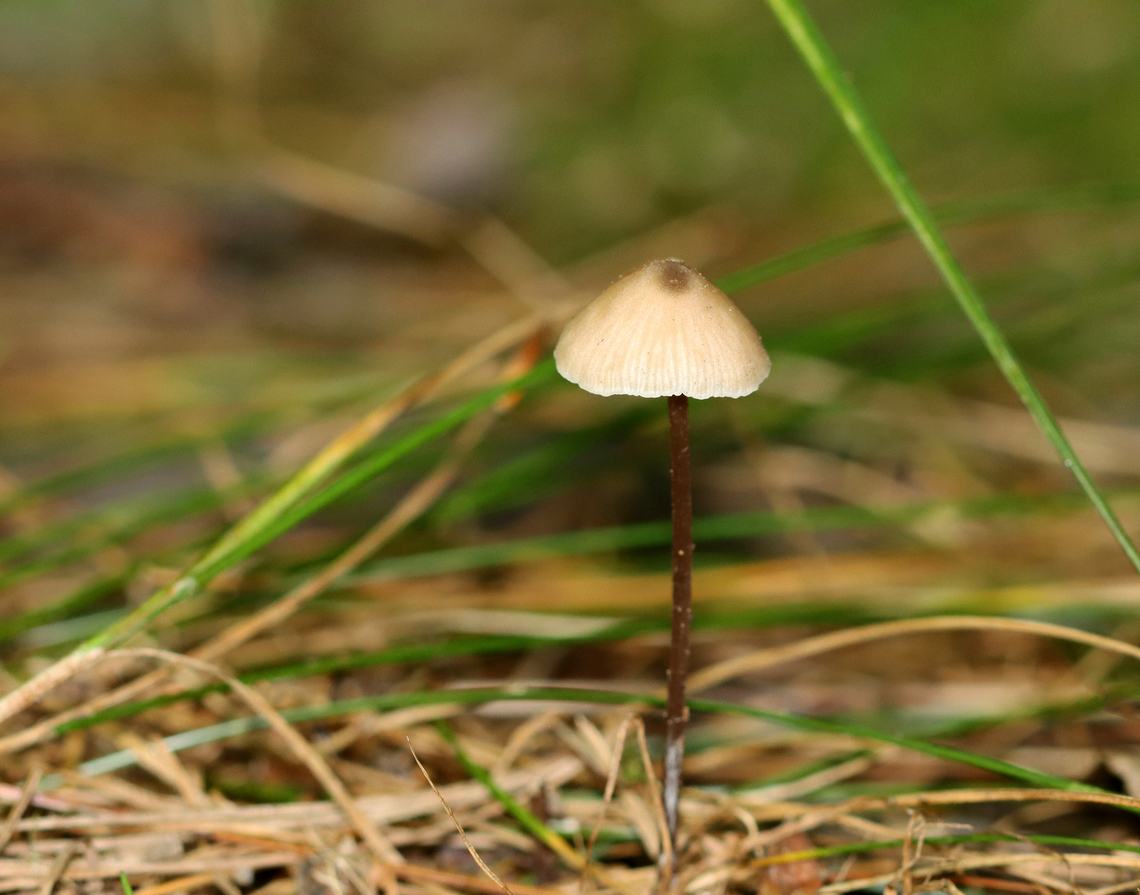 Mushroom - Mycenaceae, Mycena sp. Habitat: Growing under pine; mixed forest Geotagged,Summer,United States,fungus,mushroom,mycena