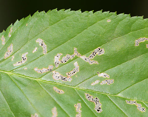 Insect Feeding Damage Habitat: Mixed forest Geotagged,Summer,United States,feeding damage,signs of wildlife