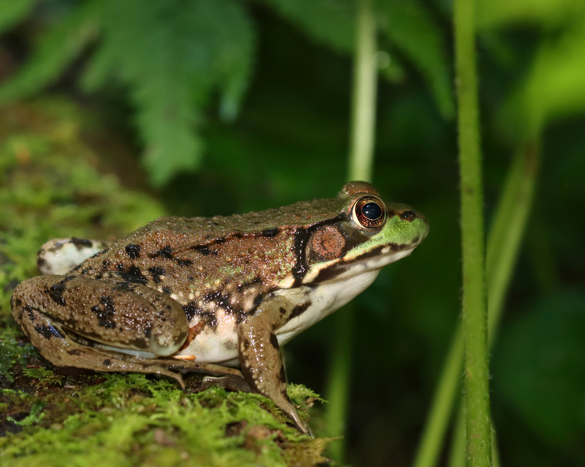 Green Frog - Lithobates clamitans Habitat: Bog Geotagged,Green frog,Lithobates,Lithobates clamitans,Summer,United States,frog