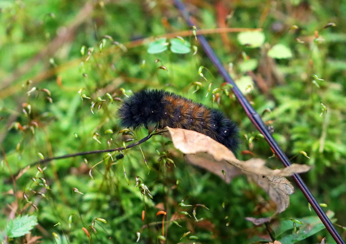 Woolly Bear Caterpillar - Pyrrharctia isabella Habitat: Mixed forest Banded woolly bear,Geotagged,Pyrrharctia,Pyrrharctia isabella,Summer,United States,caterpillar,larva,woolly bear