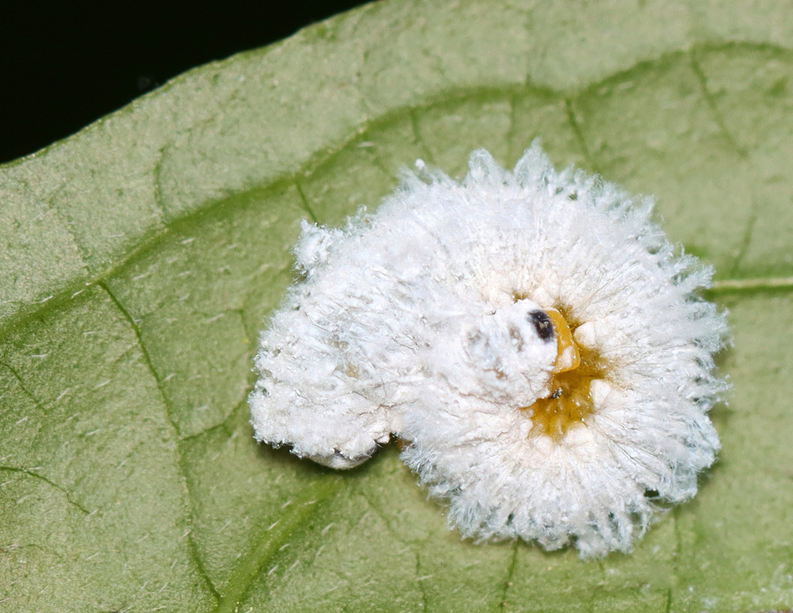 Dogwood Sawfly Larvae - Macremphytus testaceus Sawfly larvae may look like caterpillars, but they are actually wasps. Macremphytus species, in particular, are an interesting genus of sawfly because the second larval instar is covered in a white waxy covering, while the last larval instar is yellow and black. The caterpillar-like larvae feed on the leaves of dogwood trees and shrubs (Cornus sp.). The larvae can cause considerable defoliation since often they feed in groups, but they don't usually kill the plants.<br />
<br />
Host: Dogwood (Cornus sp.)<br />
<figure class="photo"><a href="https://www.jungledragon.com/image/137805/dogwood_sawfly_larvae_-_macremphytus_testaceus.html" title="Dogwood Sawfly Larvae - Macremphytus testaceus"><img src="https://s3.amazonaws.com/media.jungledragon.com/images/3232/137805_thumb.jpg?AWSAccessKeyId=05GMT0V3GWVNE7GGM1R2&Expires=1759968010&Signature=3VUaAGN7mkdg6iQIxXeC%2F0dKRGo%3D" width="200" height="140" alt="Dogwood Sawfly Larvae - Macremphytus testaceus Sawfly larvae may look like caterpillars, but they are actually wasps. Macremphytus species, in particular, are an interesting genus of sawfly because the second larval instar is covered in a white waxy covering, while the last larval instar is yellow and black. The caterpillar-like larvae feed on the leaves of dogwood trees and shrubs (Cornus sp.). The larvae can cause considerable defoliation since often they feed in groups, but they don't usually kill the plants.<br />
<br />
Host: Dogwood (Cornus sp.)<br />
https://www.jungledragon.com/image/137804/dogwood_sawfly_larvae_-_macremphytus_testaceus.html Geotagged,Macremphytus,Macremphytus testaceus,Summer,United States,cornus,dogwood,larva,sawfly,sawfly larva" /></a></figure> Geotagged,Macremphytus testaceus,Summer,United States