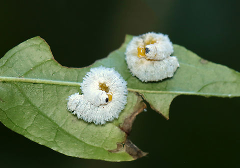 Dogwood Sawfly Larvae - Macremphytus testaceus Sawfly larvae may look like caterpillars, but they are actually wasps. Macremphytus species, in particular, are an interesting genus of sawfly because the second larval instar is covered in a white waxy covering, while the last larval instar is yellow and black. The caterpillar-like larvae feed on the leaves of dogwood trees and shrubs (Cornus sp.). The larvae can cause considerable defoliation since often they feed in groups, but they don't usually kill the plants.

Host: Dogwood (Cornus sp.)
https://www.jungledragon.com/image/137804/dogwood_sawfly_larvae_-_macremphytus_testaceus.html Geotagged,Macremphytus,Macremphytus testaceus,Summer,United States,cornus,dogwood,larva,sawfly,sawfly larva