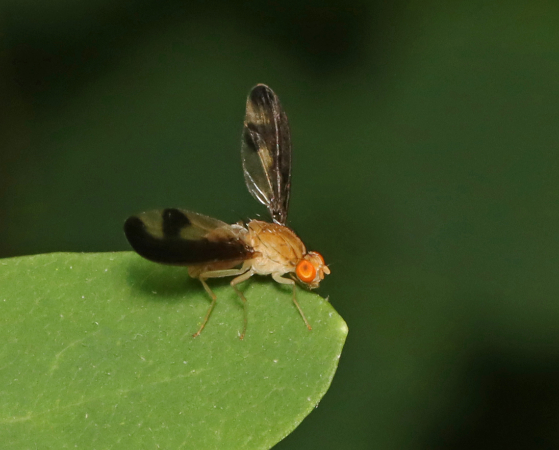 Antlered Flutter Fly - Toxonevra superba Widespread, but uncommon.<br />
<br />
Habitat: Mixed forest Antlered Flutter Fly,Geotagged,Summer,Toxonevra,Toxonevra superba,United States,diptera,flutter fly,fly,pallopteridae