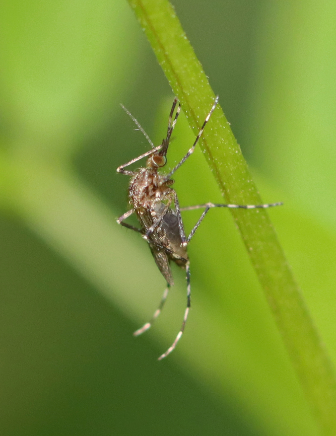 Cattail Mosquito - Coquillettidia perturbans Adult female mosquito with wide leg bands and a wide , undefined band on its proboscis. She had a partially digested bloodmeal in her abdomen.<br />
<br />
Fun fact: The larvae of this species have saw-like projections on their siphon, which pierce plants to get oxygen. Therefore, the larvae never need to surface for air.<br />
<br />
Habitat: Pondside in a mixed forest Coquillettidia perturbans,Geotagged,Summer,United States,cattail mosquito,coquillettidia,mosquito
