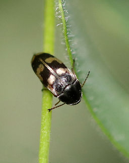 Falsomordellistena pubescens