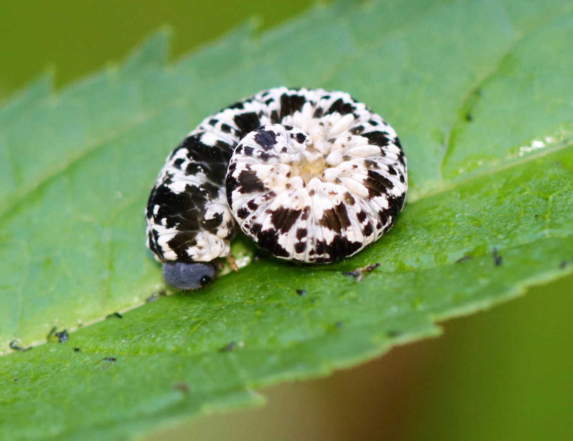 Sawfly Larva - Tenthredo grandis These larvae feed on turtlehead (Chelone sp.).<br />
<br />
Habitat: Bog Geotagged,Summer,Tenthredinidae,Tenthredo,Tenthredo grandis,United States,larva,sawfly