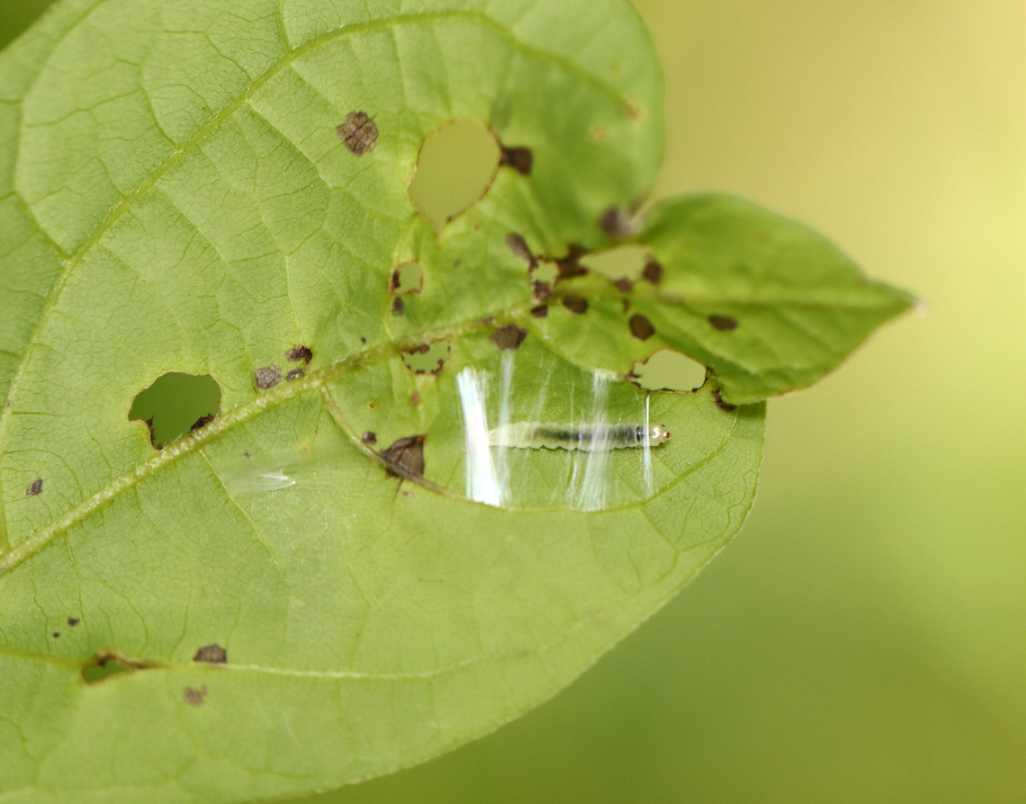 Mystery Larva under Silk Structure Still trying to ID this one. I didn&#039;t get any closer shots of the larva because I didn&#039;t want to disturb the shelter. <br />
<br />
Habitat: Bog Geotagged,Summer,United States,caterpillar,larva,silk