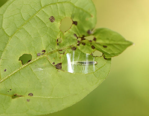 Mystery Larva under Silk Structure Still trying to ID this one. I didn't get any closer shots of the larva because I didn't want to disturb the shelter. 

Habitat: Bog Geotagged,Summer,United States,caterpillar,larva,silk