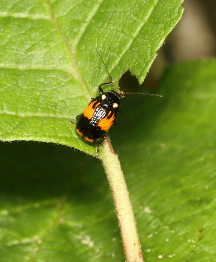 Case-bearing Leaf Beetle - Bassareus mammifer Fun fact: The binomial name means &#039;a fox teat&#039;.<br />
<br />
Habitat: Bog Bassareus,Bassareus mammifer,Geotagged,Summer,United States,beetle,case-bearing leaf beetle