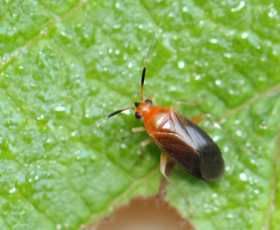Azalea Plant Bug - Rhinocapsus vanduzeei TL: &lt;4 mm<br />
<br />
Habitat: Bog Geotagged,Rhinocapsus,Rhinocapsus vanduzeei,Summer,United States,azalea plant bug,bug,miridae,plant bug