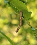 Geometrid Caterpillar - Family Geometridae Dead caterpillar that was dangling from a leaf -- maybe had a fungal infection judging from the goo glue coming out of its rear where it was stuck to the leaf? There was a small spider on the caterpillar that appeared to be getting ready to eat it.<br />
<br />
Habitat: Bog/mixed forest edge<br />
https://www.jungledragon.com/image/137847/geometrid_caterpillar_-_family_geometridae.html<br />
https://www.jungledragon.com/image/137849/geometrid_caterpillar_-_family_geometridae.html<br />
https://www.jungledragon.com/image/137848/geometrid_caterpillar_-_family_geometridae.html Geotagged,Summer,United States